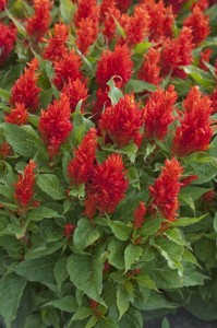 Celosia