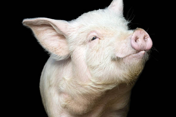 Portrait of a cute pig