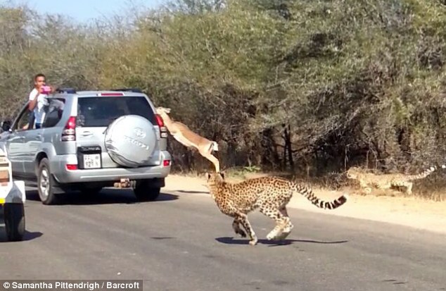 Az impala a turisták autójába ugrott be a gepárd elől - videóval