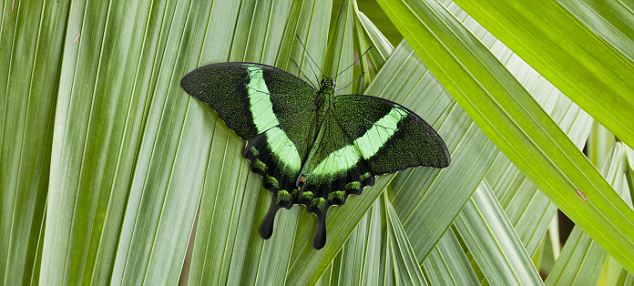 Emerald Swallowtail (Papilio palinurus) butterfly, southeast Asia