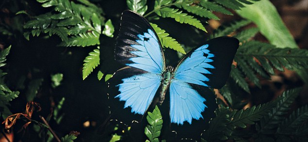 Ulysses butterfly on foliage
