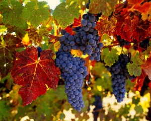 Hegyközségek: az átlagosnál jobb lehet a szőlőtermés az idén