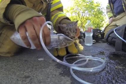 Videó! Tűzoltó mentette meg a kiscica életét 