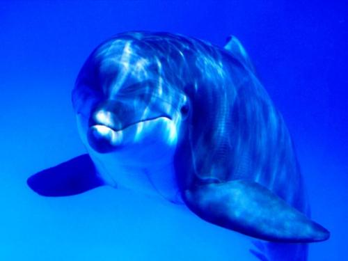 Videó! Megvédi a delfin a kismamát a cápától