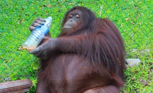 Videó! 100 kg-os lett az orángután a gyorséttermi kajától