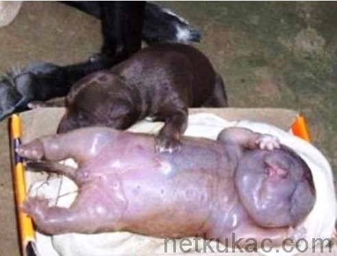 Ukrajnában egy kutya embert szült! – fotó
