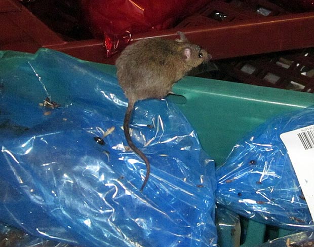 Gigantikus nagyságú egeret találtak a Tescoban az ellenőrök