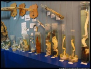penis-pickled-museum
