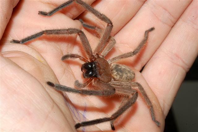 A pókok sokkal jobban félnek az embertől, mint fordítva