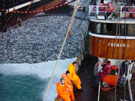 Európa halállományának nagy része megmenekült a túlhalászás veszélyétől
