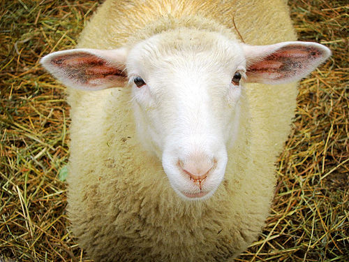 Nem áldozhatnak bárányt a BL-selejtező előtt