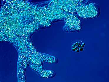 Az agyevő amőba újra támad