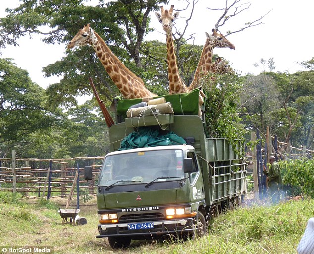 Elképesztő: 4 fejű zsiráfot fotóztak Kenyában