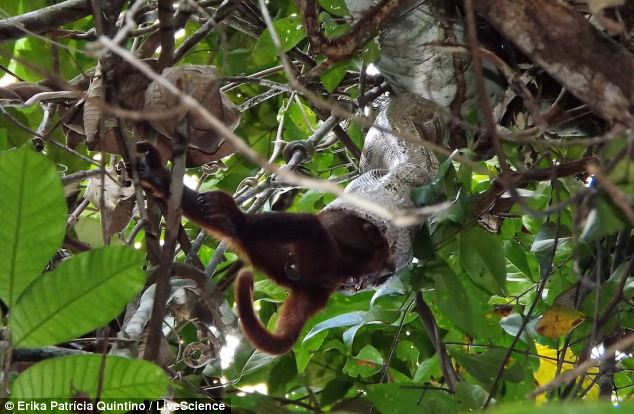 Tudosók videóra vették a hátborzongató pillanatot, amikor egy kígyó egészben lenyelt egy majmot! - videóval