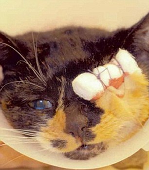 Kegyetlenség: egy férfi közvetlen közelről lőtte ki a macska szemét!