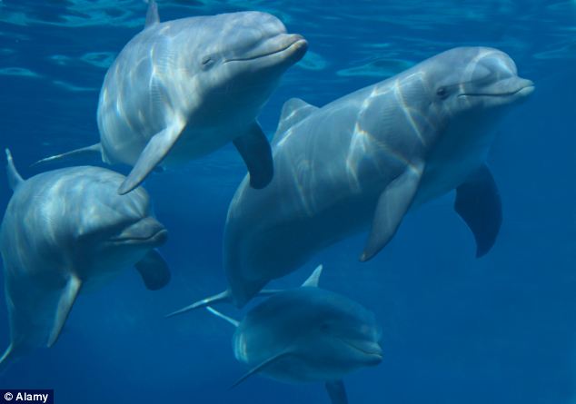 A delfinek képesek 20 év után is felismerni a barátjuk hangját