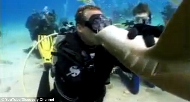 Meg akarta puszilni a cápát - 285 öltéssel varrták össze! Videó
