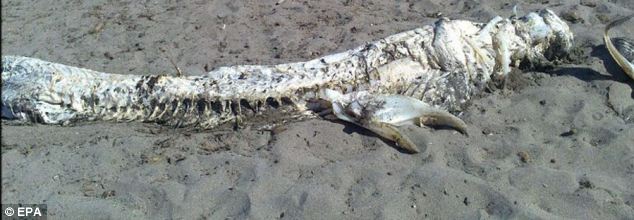 4 méteres szörnyet sodort ki a tenger Spanyolországban