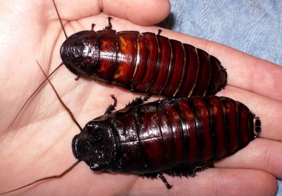 cockroach-pets-550x383