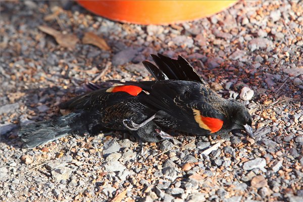 Tömeges madárpusztulás Kanadában - videó