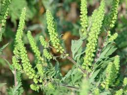 Pollenhelyzet – ÁNTSZ: negyedik fokozatú riasztás parlagfű miatt az Alföld keleti részén