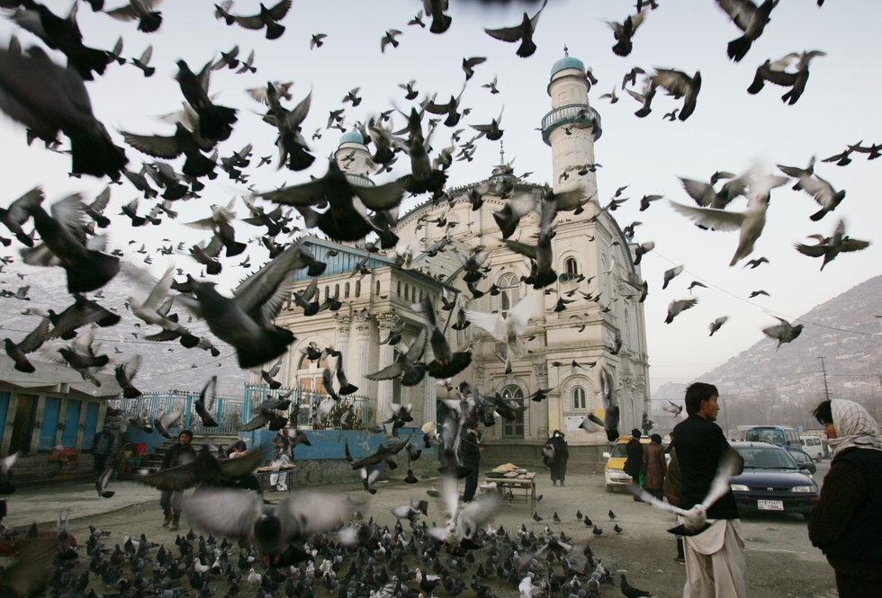 pigeons_swarm_dn