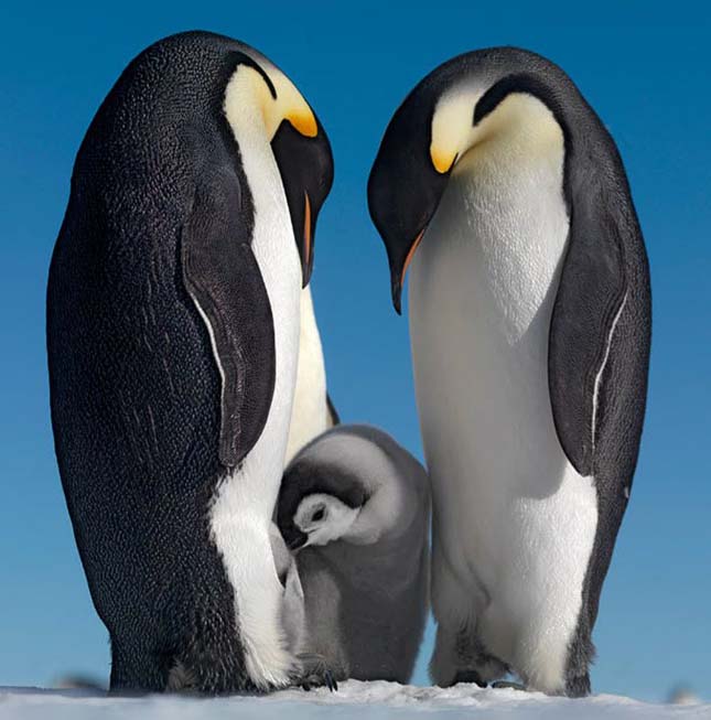 pingvin-3