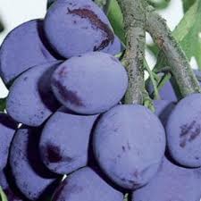 Kétezer tonna szilvát dolgoz fel a Tarpai Manufaktúra Kft.