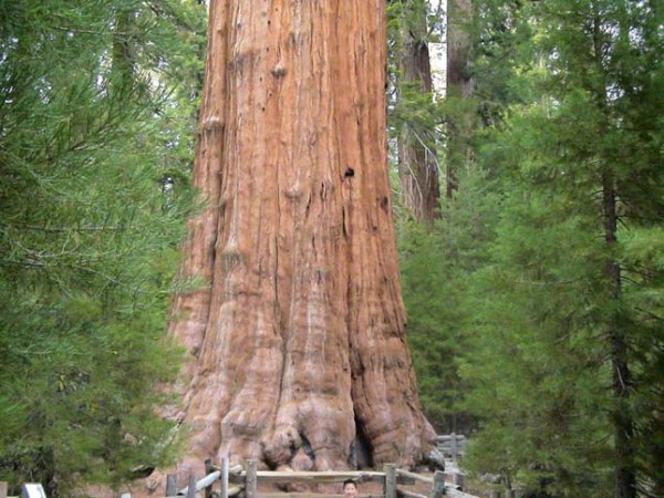 The General Sherman Tree - Sequoia National Forest