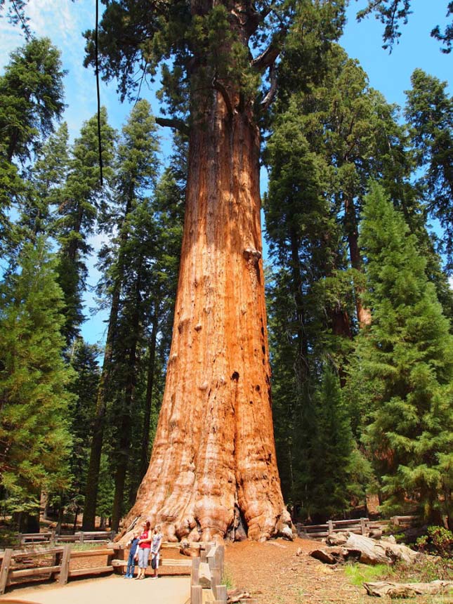A világ legnagyobb térfogatú fája egy kaliforniai óriásfenyő