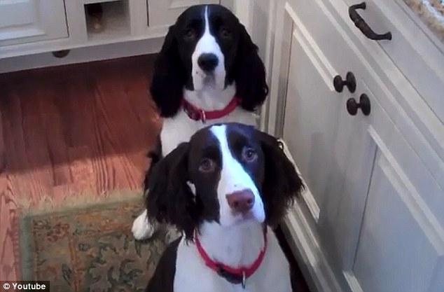 Videó! Körbe forognak a kutyusok, amikor megszólal a vacsora-ének