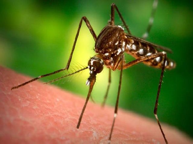 Brutális szúnyoginvázió Alaszkában