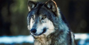 wolf-650