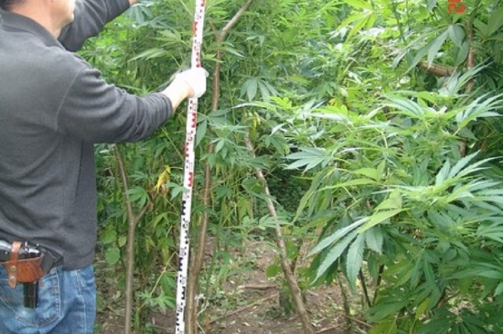 Rendőrség lecsapott egy természetben nevelt marihuana ültetvényre Esztergom megyében (videó és képek)