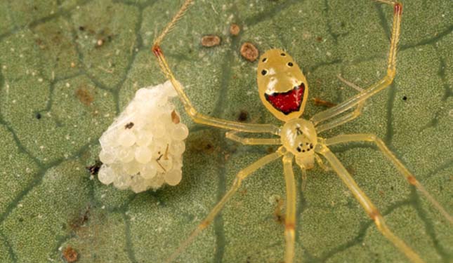 A hawaii pók mosolyogva riasztja el ellenségeit