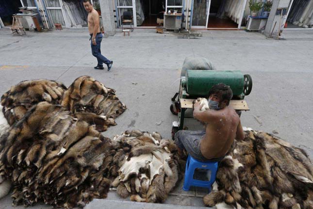 A worker trims raccoon dog fur outside a store at a fur market in Chongfu township