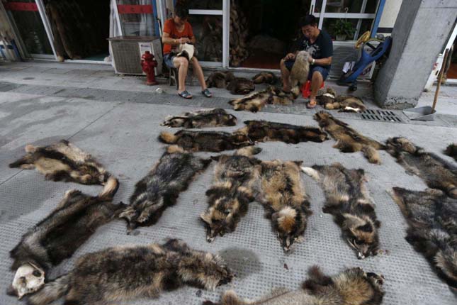 Vendors trim raccoon dog fur at a fur market in Chongfu township