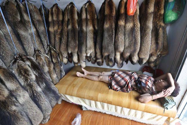 A vendor sleeps inside her store next to walls lined with mink fur at a fur market in Chongfu township, Zhejiang province