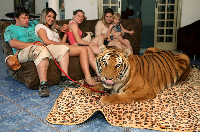 Bengáli tigriesek a háziállatok egy brazil családnál - fotók