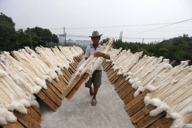 A worker carries wooden planks with raccoon dog fur to dry at a private fur workshop in Chongfu township