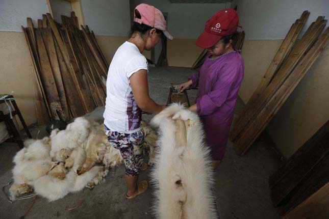 Workers put raccoon dog fur on to a wooden plank to dry at a private fur workshop in Chongfu township