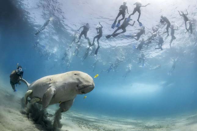 Douglas Seifert víz alatti felvétele