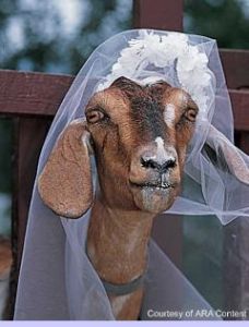 Bizarr! Kecskéjét veszi feleségül egy brazil férfi