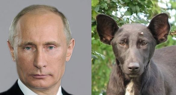 Putyin kiköpött mása egy kutya - fotó