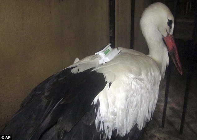 Letartóztattak egy magyar gólyát Egyiptomban, mert a hátán egy jeladó volt. 