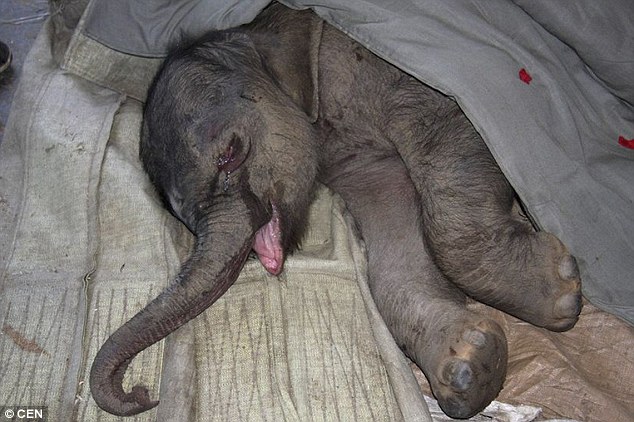 A kis elefánt öt órán keresztül sírt, miután anyja megpróbálta megölni őt