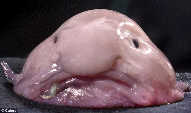A világ legrondább állata a blobfish lett!  