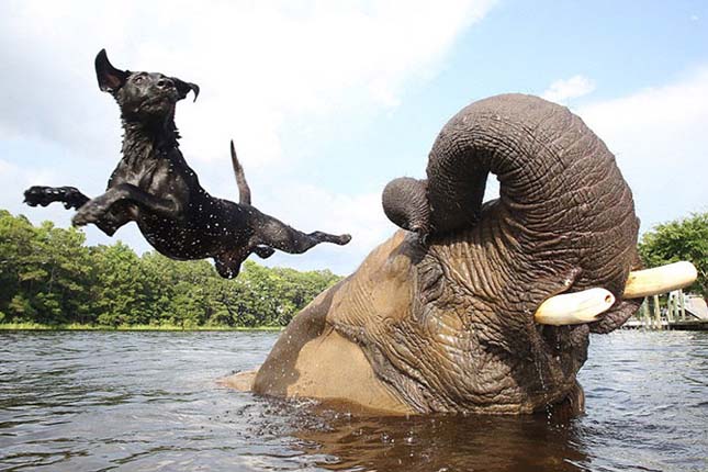Egy labrador és az elefánt csodálatos barátsága