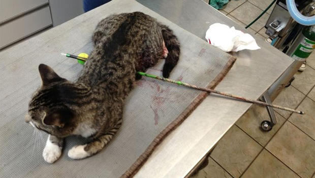 68 centis nyílvesszővel lőtték keresztül a macskát, túlélte