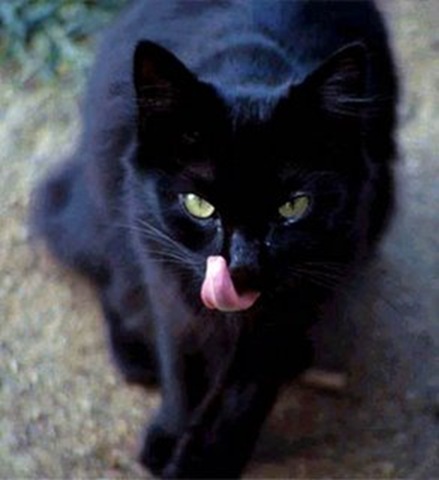 Sátánnak nyilvánították a fekete macskákat